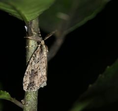 Pseudocoremia rudisata