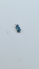 Necrobia violacea