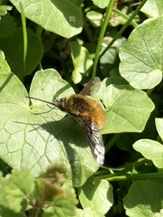 Bombylius major