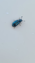Necrobia violacea