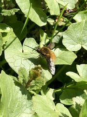 Bombylius major