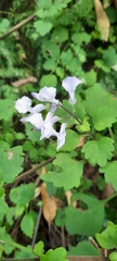 Plectranthus saccatus