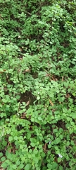 Plectranthus saccatus