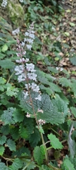 Plectranthus swynnertonii