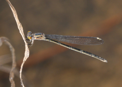 Pseudagrion jedda
