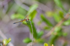 Celithemis ornata