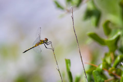 Celithemis ornata