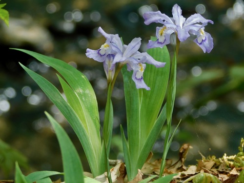Iris cristata
