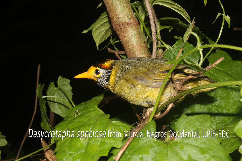 Flame-templed Babbler (Dasycrotapha speciosa) photo