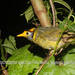 Flame-templed Babbler - Photo (c) edc_d1verse, some rights reserved (CC BY-NC)