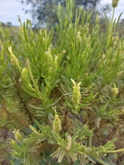Lavandula viridis