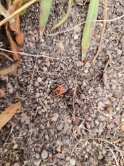 Pyrrhocoris apterus