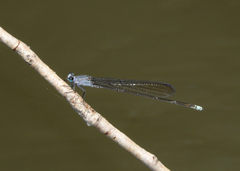 Pseudagrion jedda
