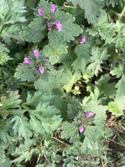 Lamium purpureum