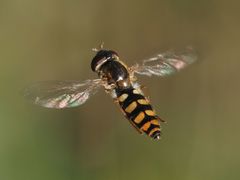 Epistrophella euchroma