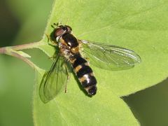 Meligramma triangulifera