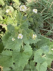 Alliaria petiolata