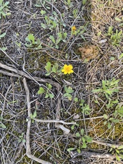 Ranunculus bullatus