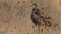 Tetramorium tsushimae