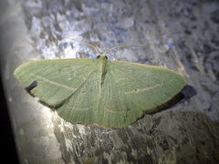 Chlorocoma stereota