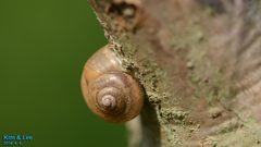 Acusta