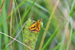 Cephrenes trichopepla