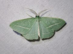 Chlorocoma stereota