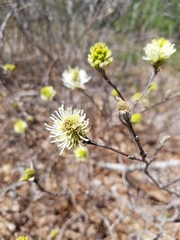 Fothergilla gardenii