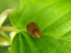 Penthimia nigra
