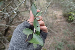 Trichocladus ellipticus