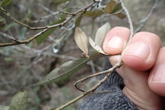 Trichocladus ellipticus