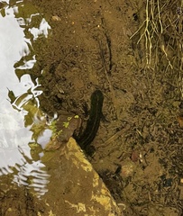 Triturus marmoratus