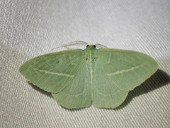 Chlorocoma stereota