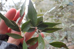 Trichocladus ellipticus