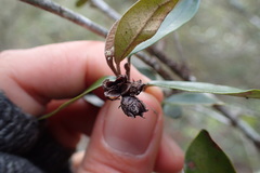 Trichocladus ellipticus