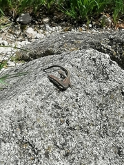 Podarcis muralis