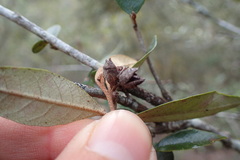 Trichocladus ellipticus