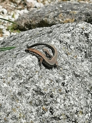 Podarcis muralis