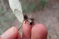 Trichocladus ellipticus