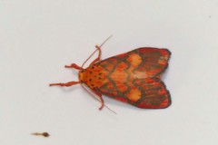 Ammatho cuneonotatus