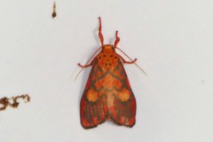 Ammatho cuneonotatus