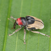 Annoyed Weevil - Photo (c) Samuel Messner, some rights reserved (CC BY-NC), uploaded by Samuel Messner