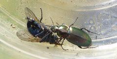 Poecilus versicolor