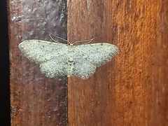 Idaea incisaria