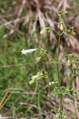 Penstemon oklahomensis