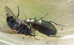 Poecilus versicolor