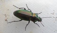 Poecilus versicolor