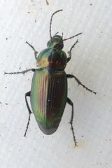 Poecilus versicolor