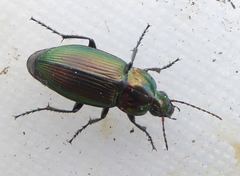 Poecilus versicolor