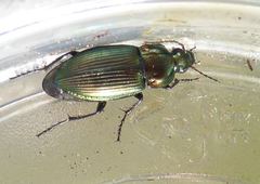 Poecilus versicolor